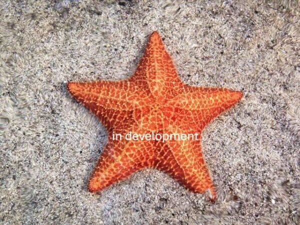 STARFISH